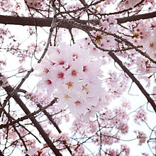 春 かわいい 待ち受け 桜の画像85点 完全無料画像検索のプリ画像 Bygmo
