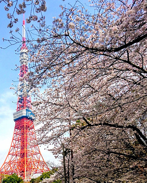 桜と東京タワー おしゃれの画像(プリ画像)