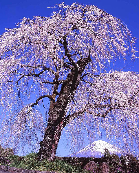 桜と富士山 おしゃれの画像(プリ画像)
