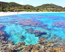 座間味の珊瑚礁の海 おしゃれの画像(珊瑚に関連した画像)