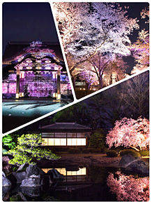夜桜 京都二条城 おしゃれの画像(夜桜 京都に関連した画像)