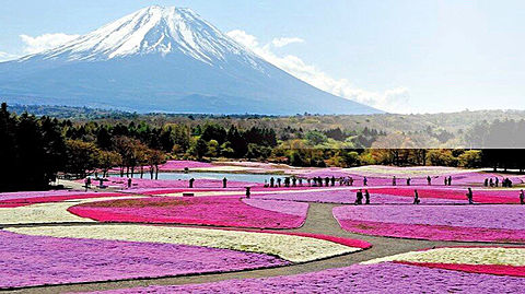 美しい富士山と芝桜の画像(プリ画像)