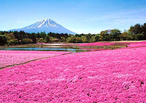 美しい富士山と芝桜の画像 プリ画像