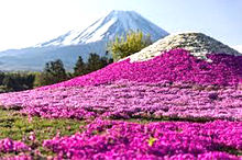 富士 芝桜の画像12点 完全無料画像検索のプリ画像 Bygmo