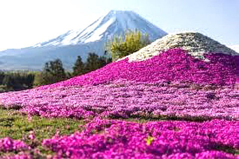 美しい富士山のような芝桜と富士山の画像(プリ画像)