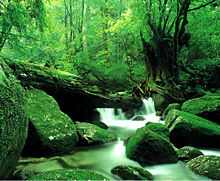 美しい自然の屋久島の画像(美しい自然に関連した画像)