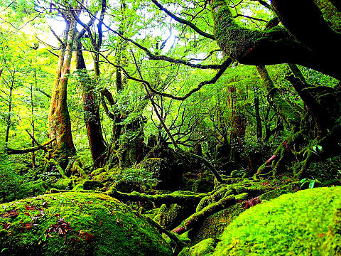 美しい自然の屋久島の画像(プリ画像)