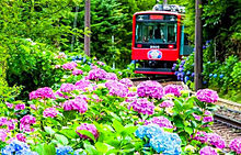 箱根登山鉄道 夜のあじさい号の画像(箱根登山鉄道に関連した画像)