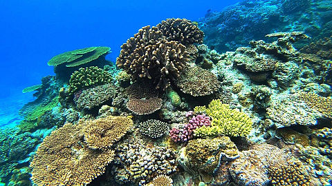 沖縄の美しい珊瑚の画像 プリ画像