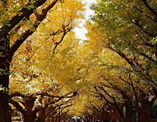 神宮外苑の美しい銀杏並木の画像(銀杏に関連した画像)