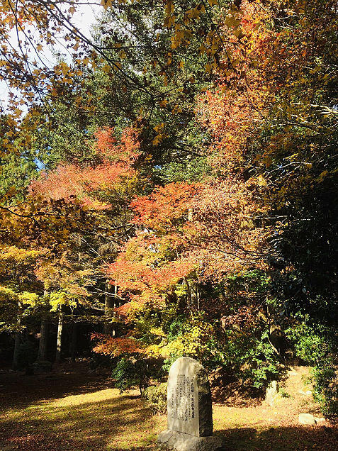 京都の美しい紅葉の画像(プリ画像)