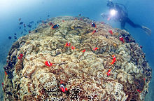 沖縄 珊瑚礁の美しい海の画像(珊瑚に関連した画像)