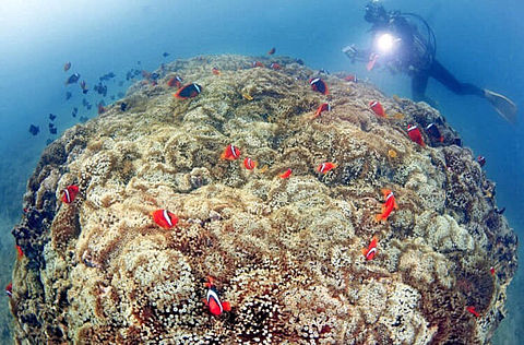沖縄 珊瑚礁の美しい海の画像(プリ画像)