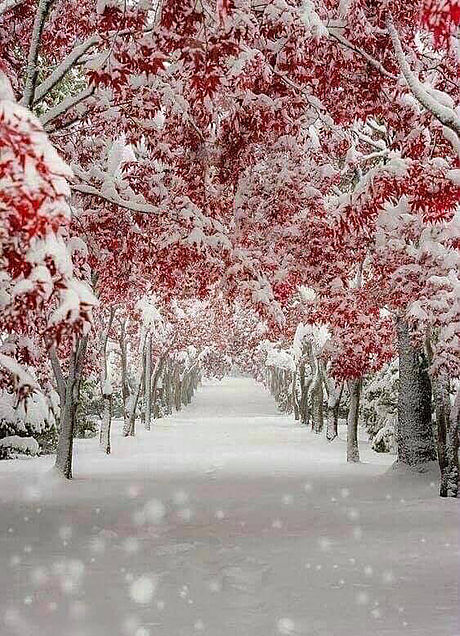 美しい雪の道の画像(プリ画像)