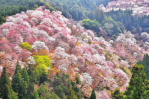 一目千本桜を訪ねる奈良、吉野の美食オーベルジュ 家庭画報の画像(プリ画像)