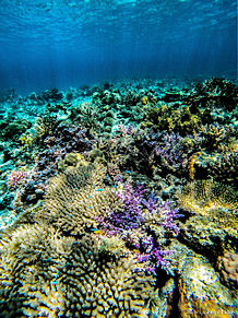 珊瑚 座間味島 3月5日は珊瑚の日の画像(座間味島に関連した画像)