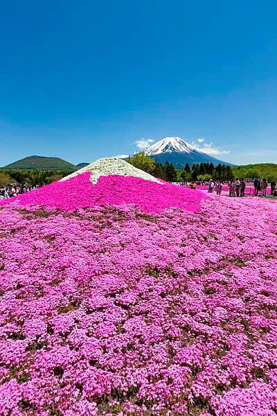 富士山と芝桜  ハートのいいねを押してねの画像 プリ画像