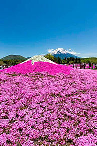 富士 芝桜の画像12点 完全無料画像検索のプリ画像 Bygmo