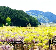 兵庫県朝来市　白井大町藤公園　写真右下のハートを押してねの画像(公園に関連した画像)