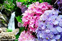 佐賀県　見返りの滝　紫陽花　写真右下のハートを押してねの画像(佐賀に関連した画像)