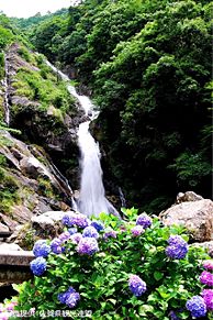 佐賀県　見返りの滝　紫陽花　写真右下のハートを押してねの画像(佐賀に関連した画像)