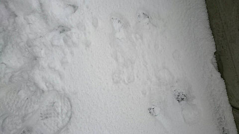雪の画像(プリ画像)