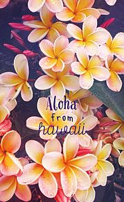ハワイ 壁紙 花の画像10点 完全無料画像検索のプリ画像 Bygmo
