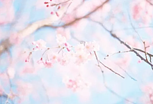 卒業式 桜 背景の画像13点 完全無料画像検索のプリ画像 Bygmo