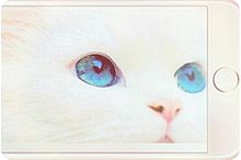 cat smartphone　[white] プリ画像