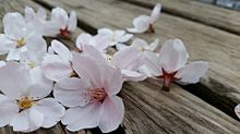 季節感0の桜の画像(季節感に関連した画像)