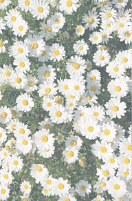 お花 シンプルの画像422点 完全無料画像検索のプリ画像 Bygmo