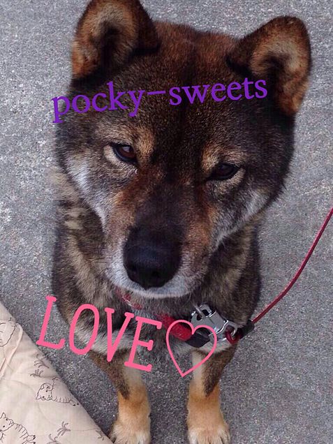 Pockyさん愛犬の画像(プリ画像)