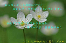 ここにしか咲かない花 コブクロの画像36点 完全無料画像検索のプリ画像 Bygmo