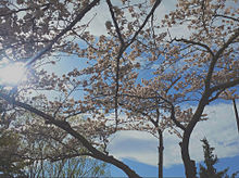 桜🌸の画像(Springに関連した画像)