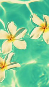 ハワイ 壁紙 花の画像10点 完全無料画像検索のプリ画像 Bygmo