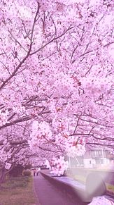 桜咲くcolorの画像(桜咲くColorに関連した画像)