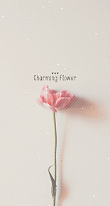 可愛い お花の画像1553点 10ページ目 完全無料画像検索のプリ画像 Bygmo