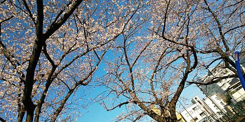 ‪#サクラ#オシャレ#春の画像(プリ画像)