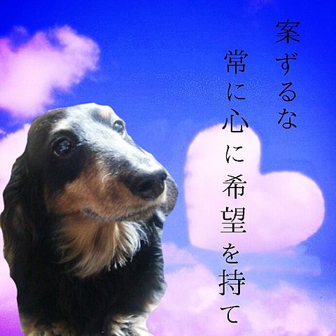 愛犬ちゃんの画像(プリ画像)