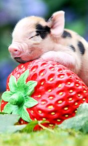 可愛い 豚の画像164点 完全無料画像検索のプリ画像 Bygmo