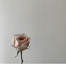おしゃれ 白 薔薇の画像294点 完全無料画像検索のプリ画像 Bygmo