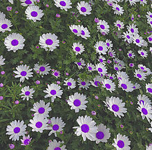 ピンク 花畑の画像93点 完全無料画像検索のプリ画像 Bygmo