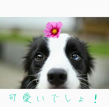 コリー 犬の画像21点 完全無料画像検索のプリ画像 Bygmo