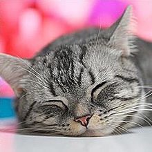 猫 アメリカンショートヘアーの画像(ヘアーに関連した画像)