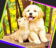 子犬と子猫 かわいいの画像(犬とに関連した画像)