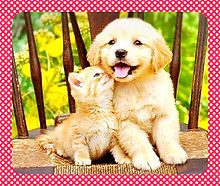 子犬と子猫 かわいいの画像(犬とに関連した画像)