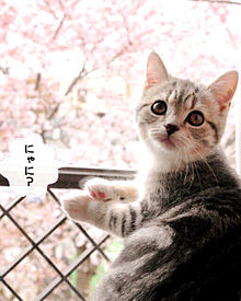 猫 桜の画像1439点 完全無料画像検索のプリ画像 Bygmo