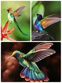 美しい鳥の画像5点 完全無料画像検索のプリ画像 Bygmo