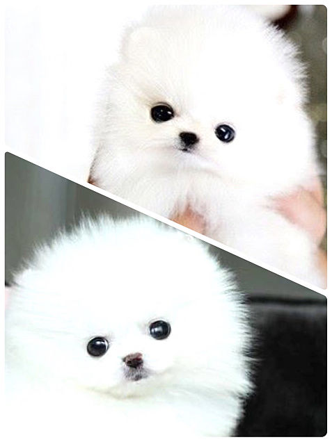 かわいい 白い犬の画像3点 完全無料画像検索のプリ画像 Bygmo