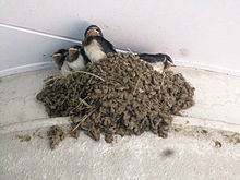 つばめ燕の巣の画像(つばめに関連した画像)